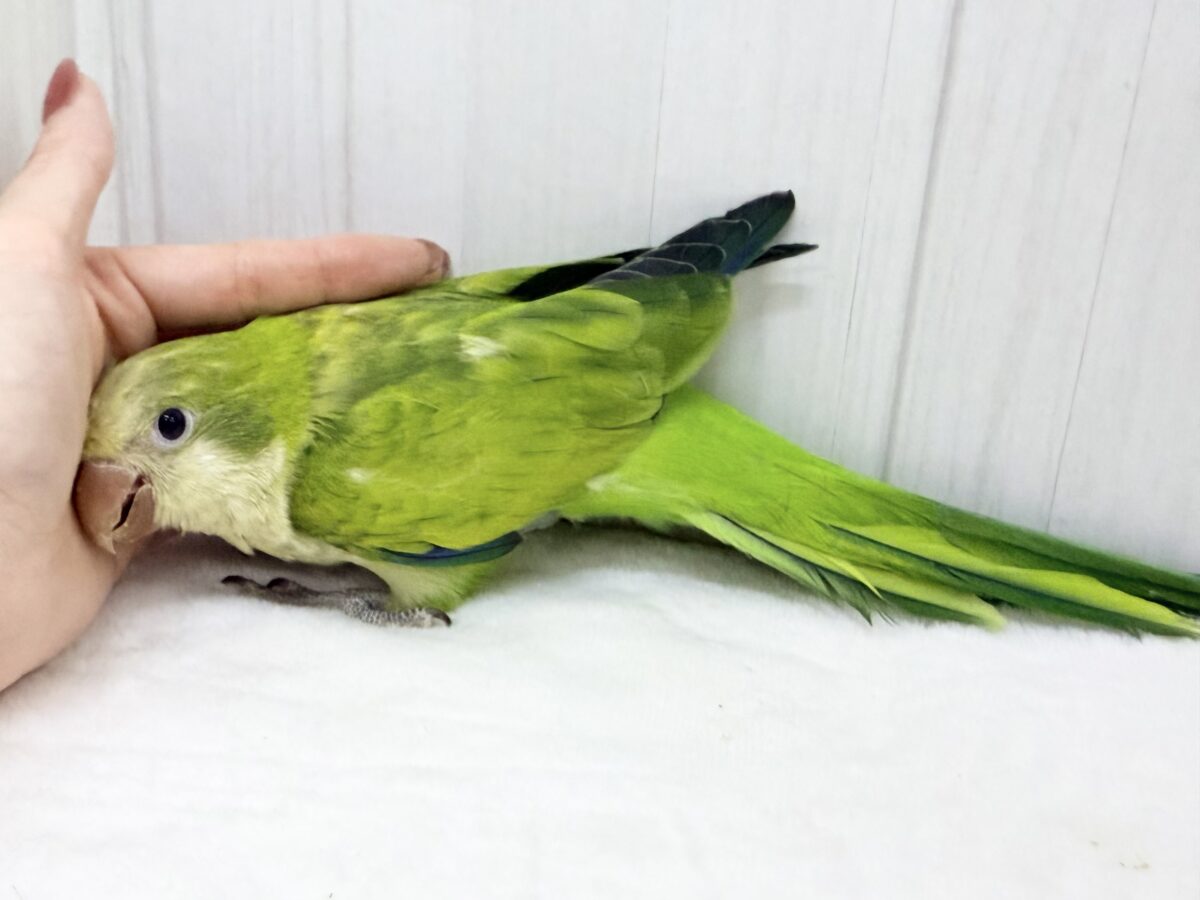 オキナインコ