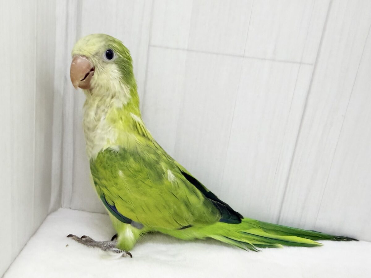 オキナインコ