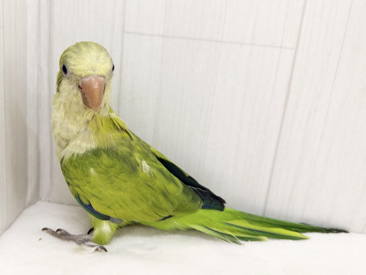 オキナインコ
