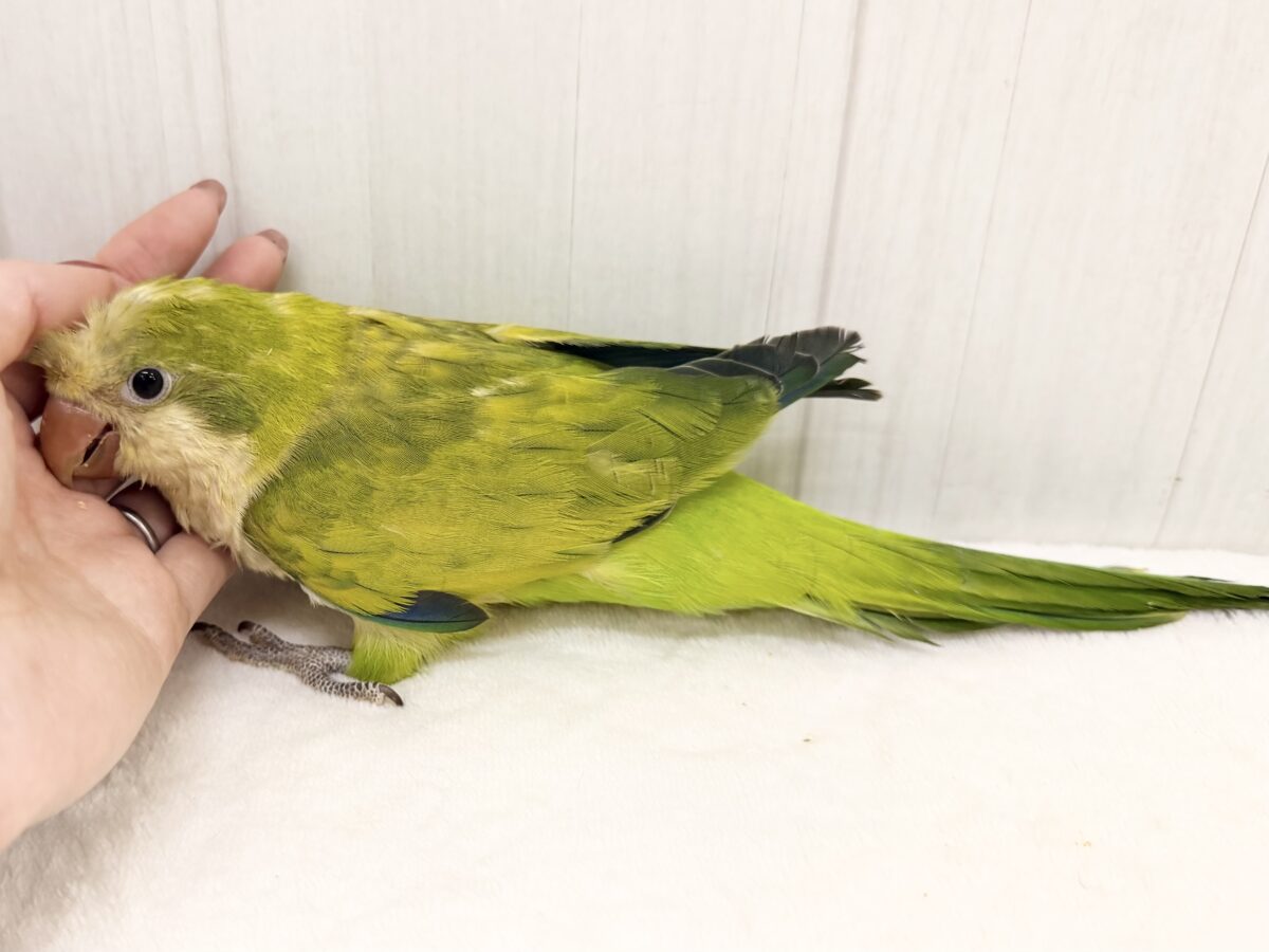 オキナインコ
