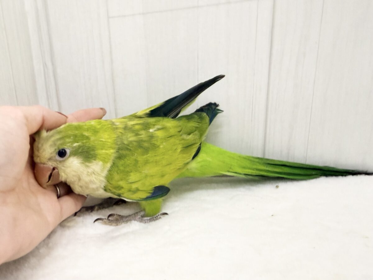 オキナインコ