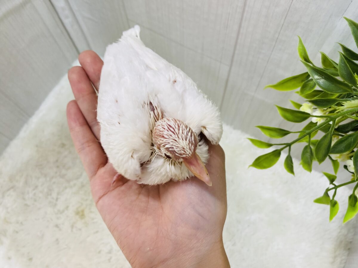 ギンバト