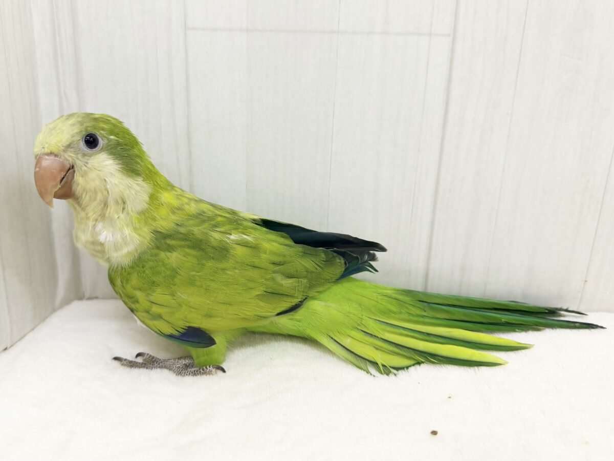 オキナインコ
