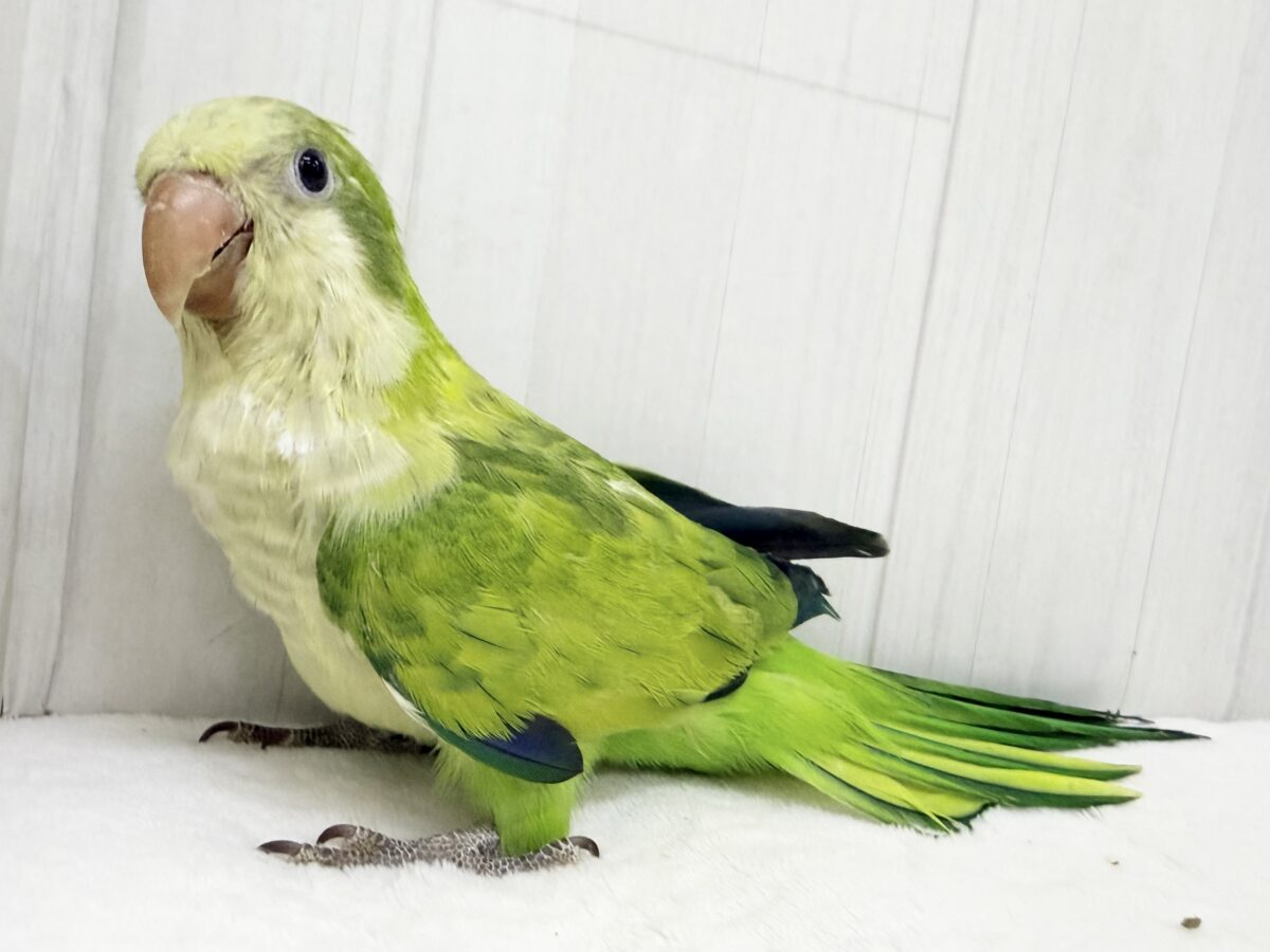 オキナインコ