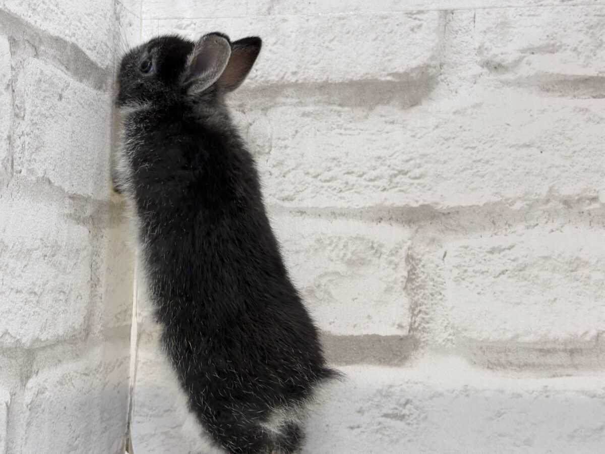 まっくろくろすけみぃーつけたっ🐰🖤ネザーランドドワーフ(ブラック) 男の子 ネザーランドドワーフ