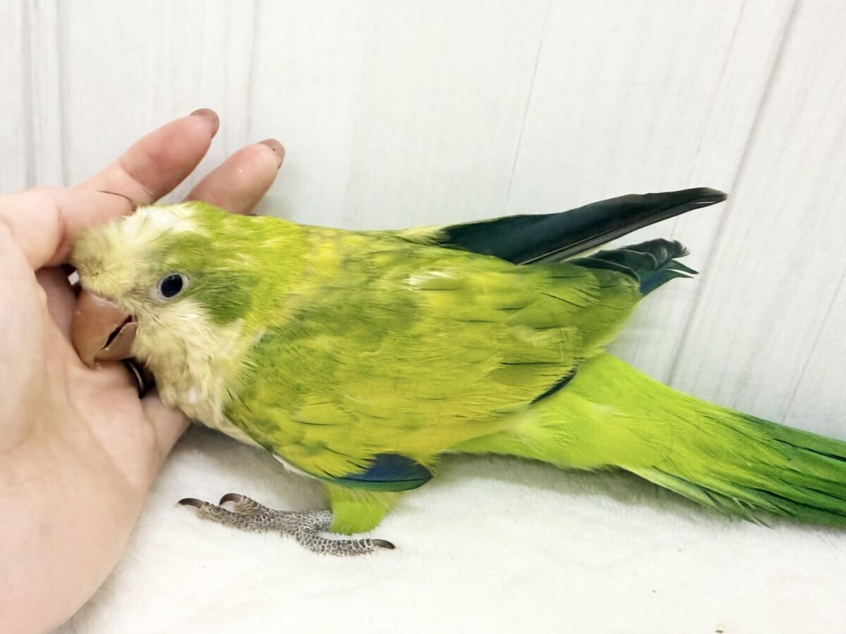 オキナインコ