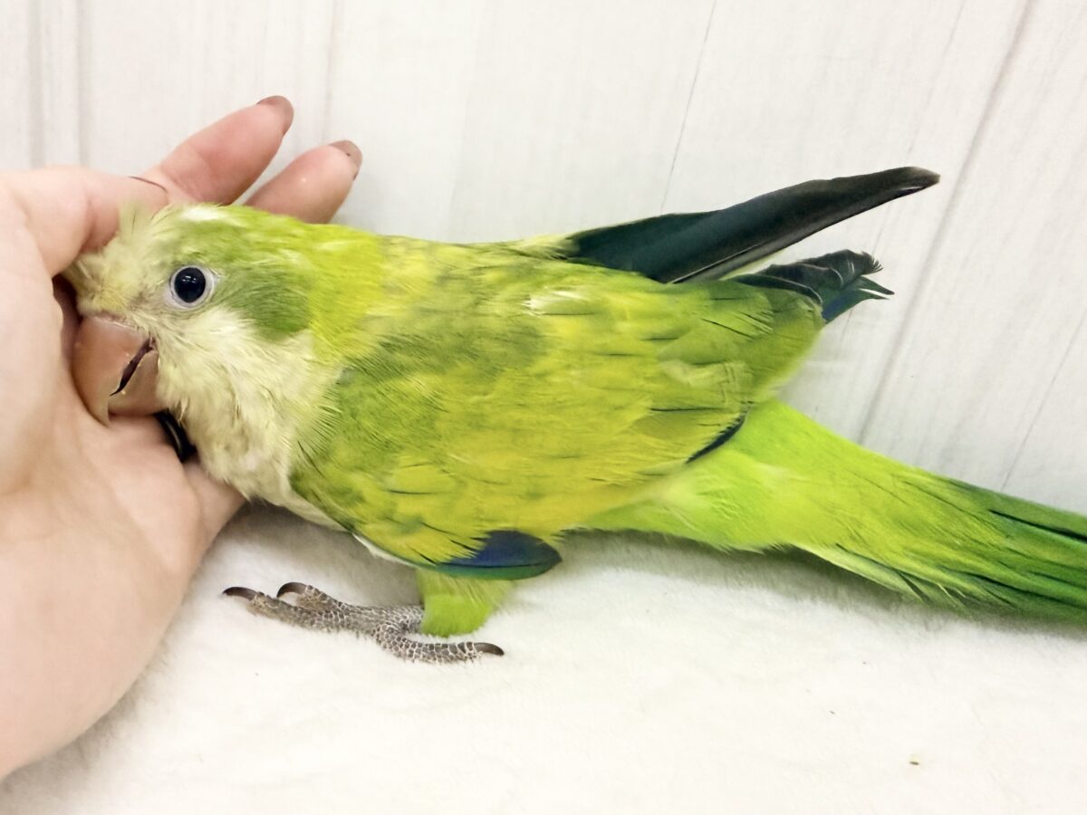 オキナインコ