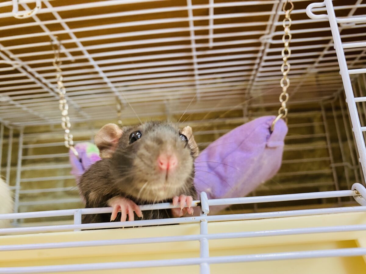 ファンシーラット