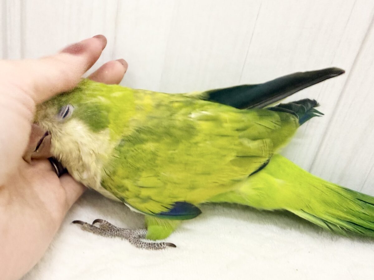 オキナインコ