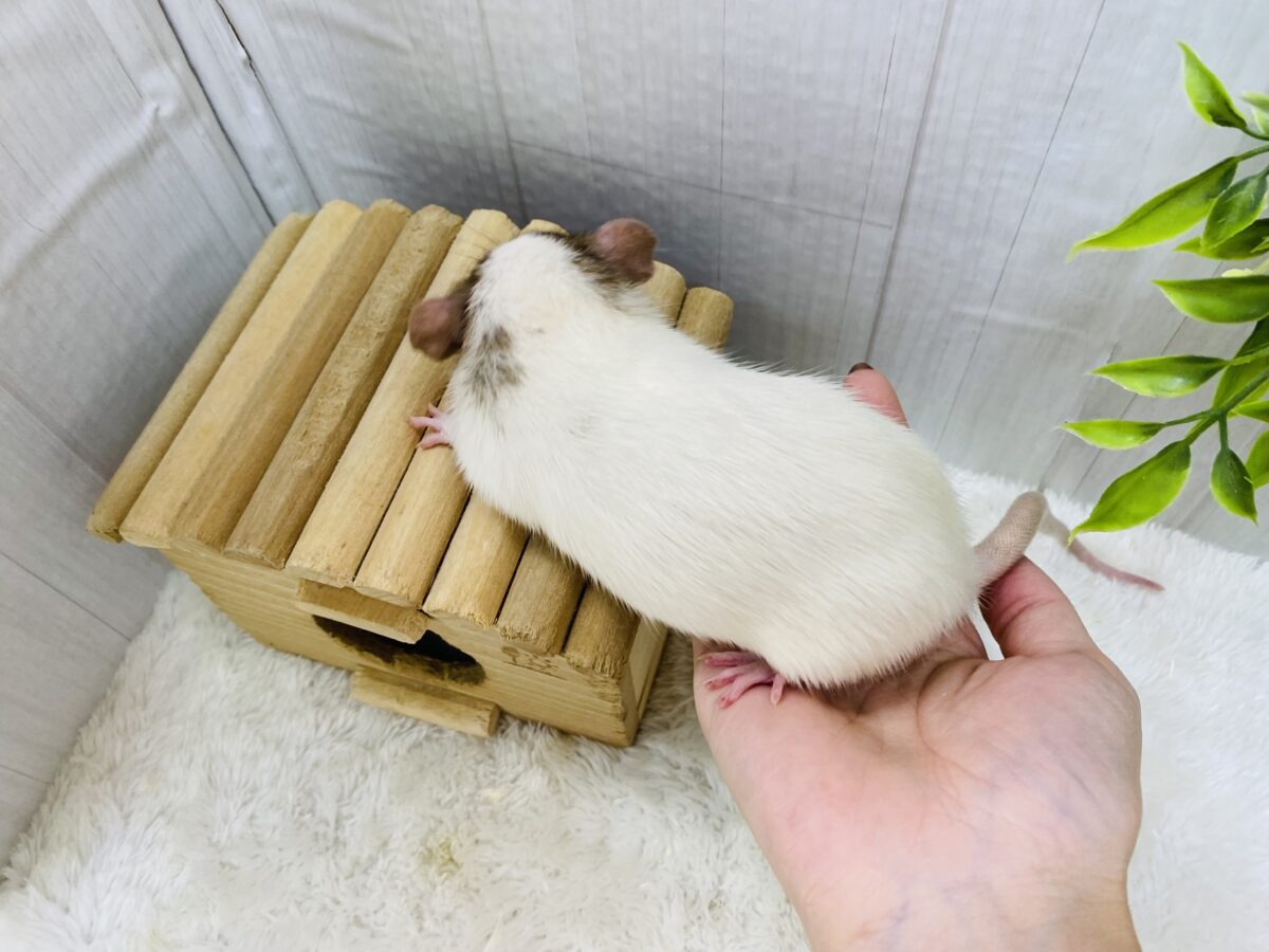 ファンシーラット