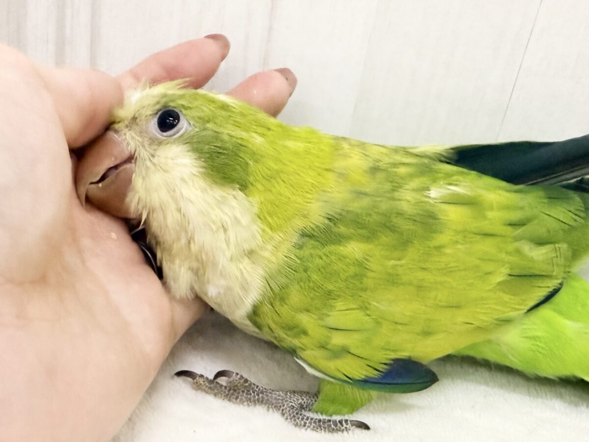 鮮やかな黄緑色のきゅうりちゃん🥒オキナインコ(パステルグリーンオパーリン)入荷しました❤️