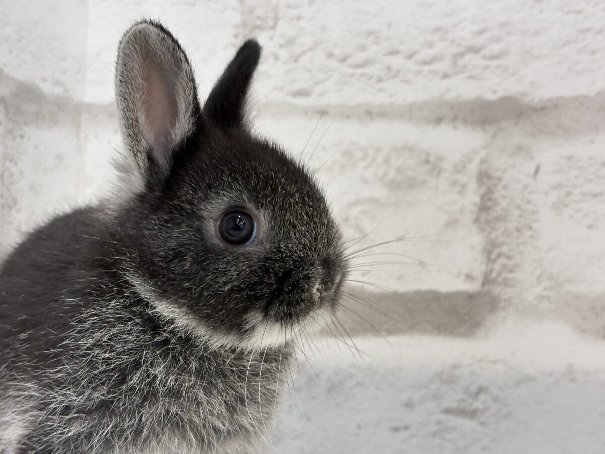 まっくろくろすけみぃーつけたっ🐰🖤ネザーランドドワーフ(ブラック) 男の子 ネザーランドドワーフ