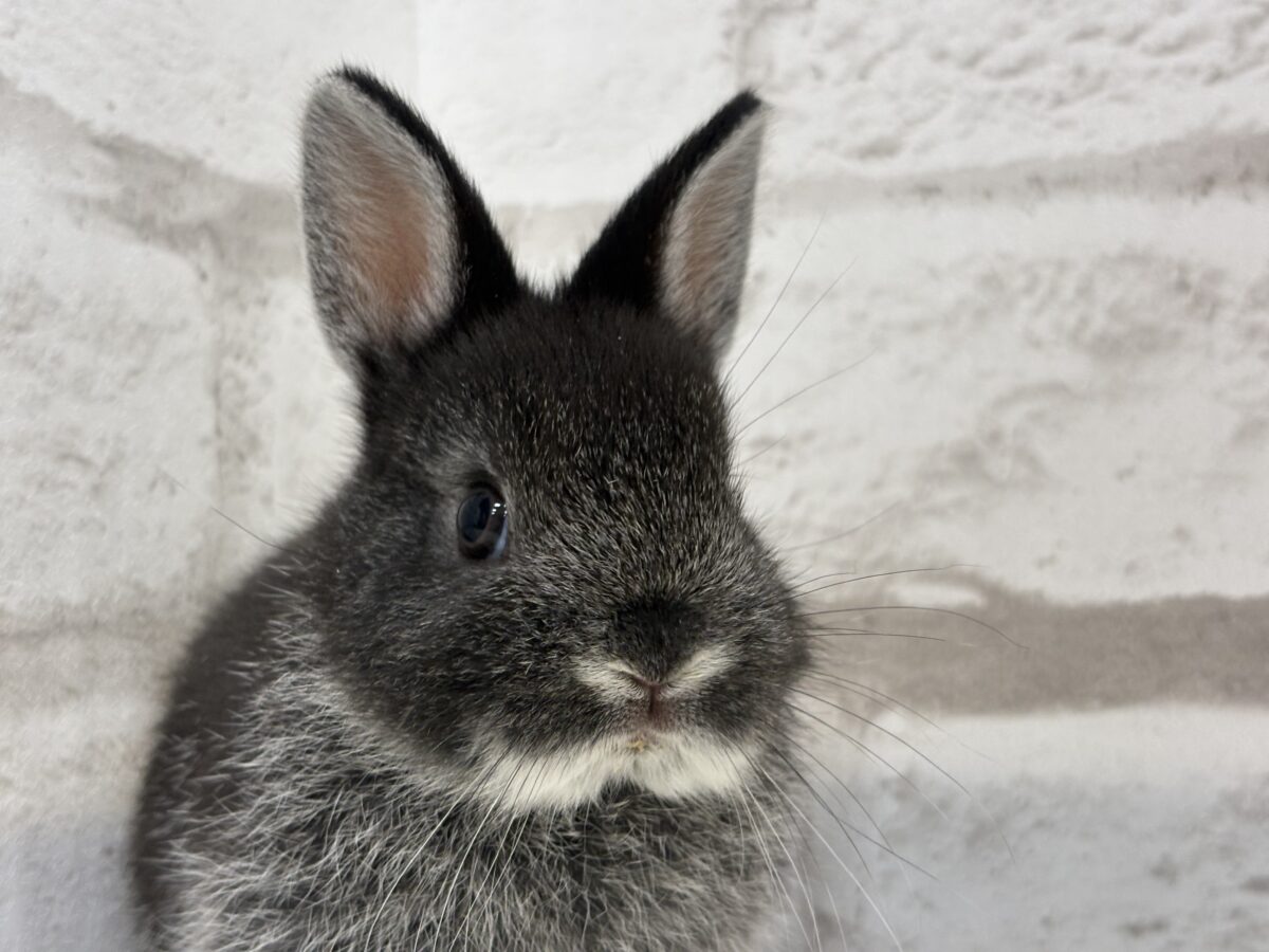 まっくろくろすけみぃーつけたっ🐰🖤ネザーランドドワーフ(ブラック) 男の子 ネザーランドドワーフ