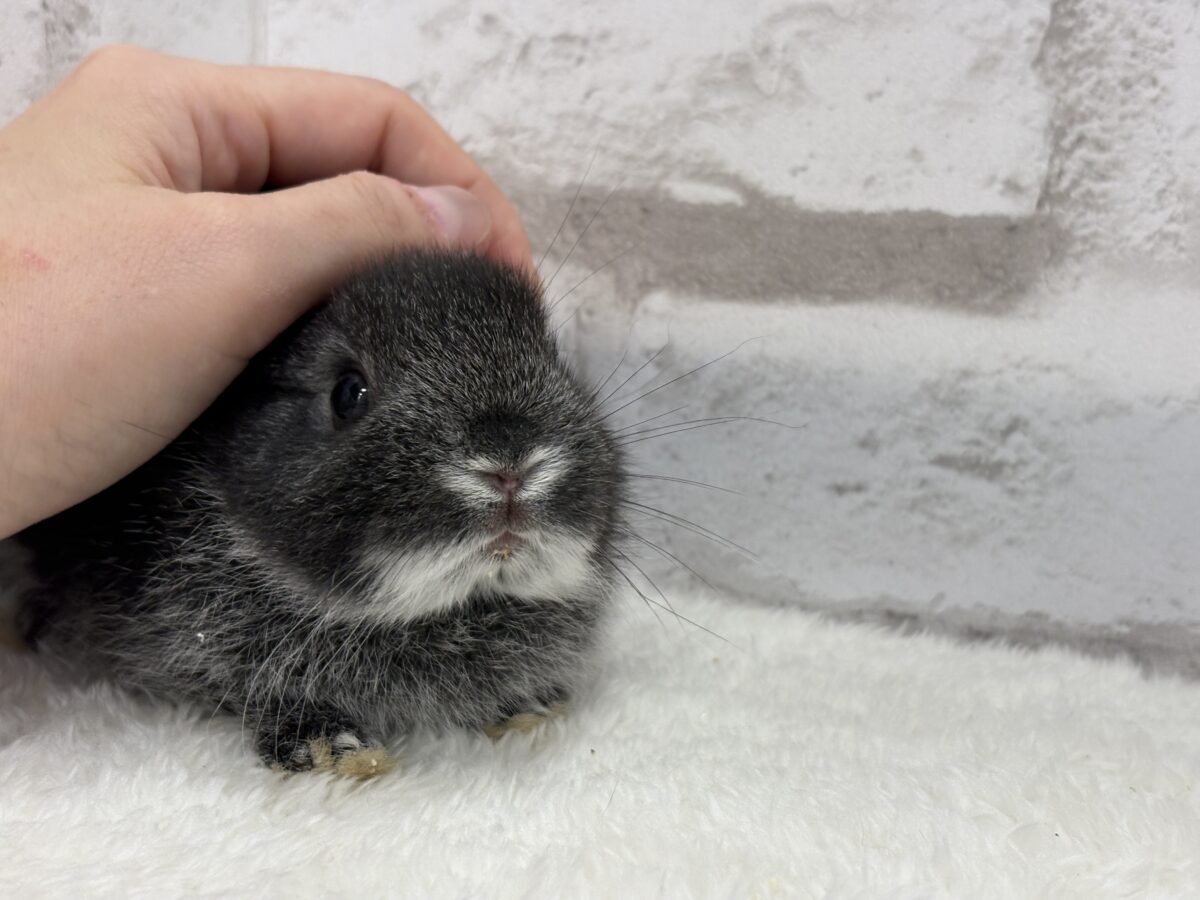 ネザーランドドワーフ