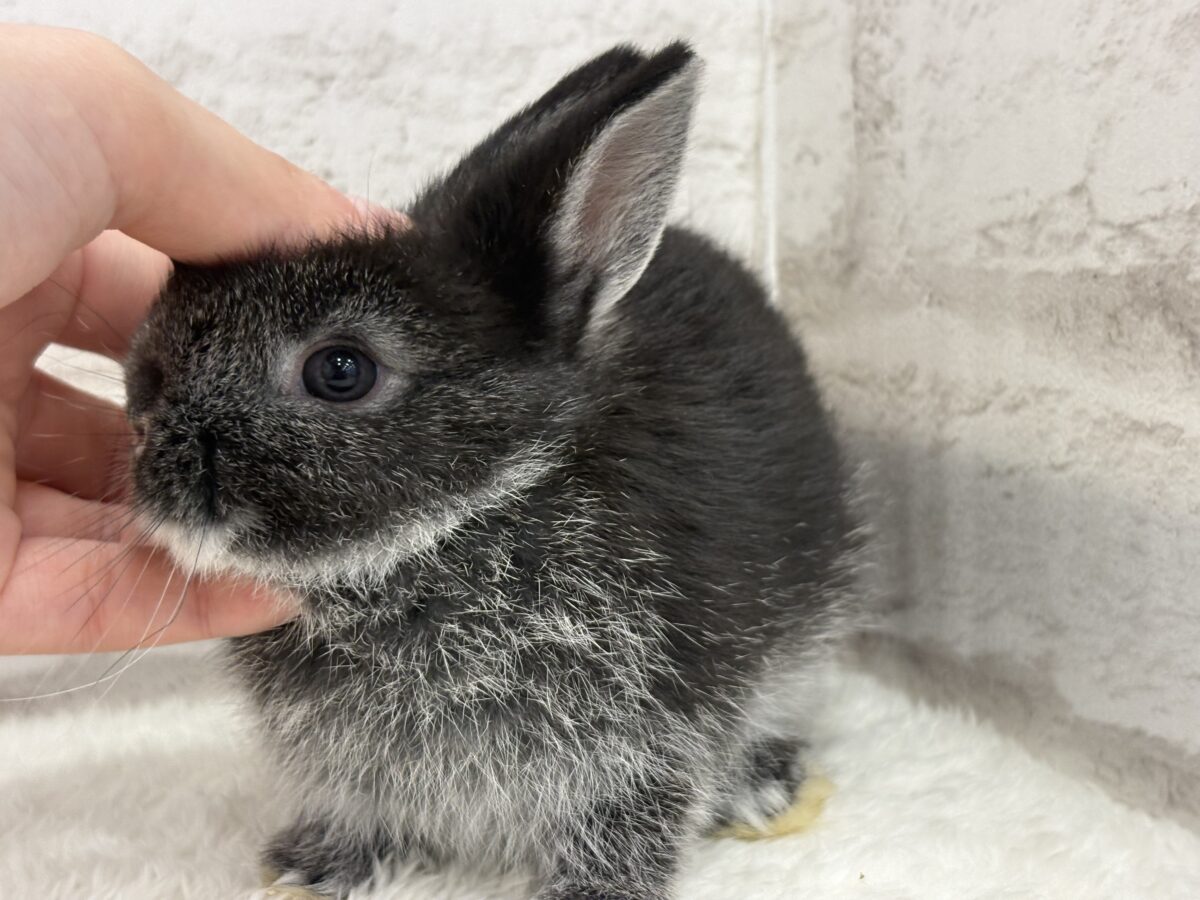 まっくろくろすけみぃーつけたっ🐰🖤ネザーランドドワーフ(ブラック) 男の子 ネザーランドドワーフ