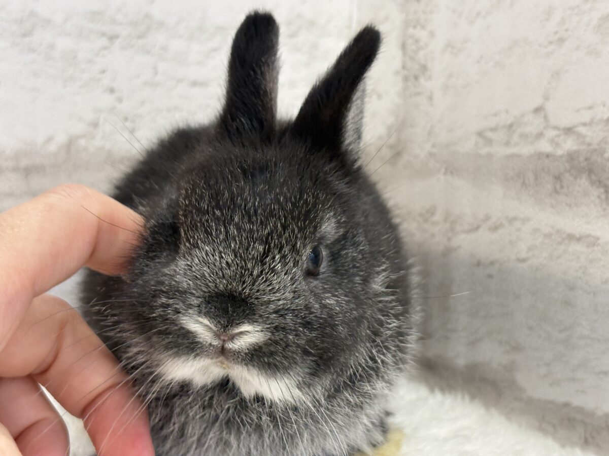 ネザーランドドワーフ