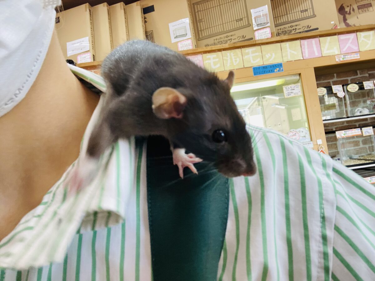 ファンシーラット