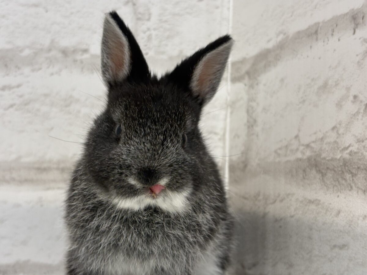 まっくろくろすけみぃーつけたっ🐰🖤ネザーランドドワーフ(ブラック) 男の子 ネザーランドドワーフ