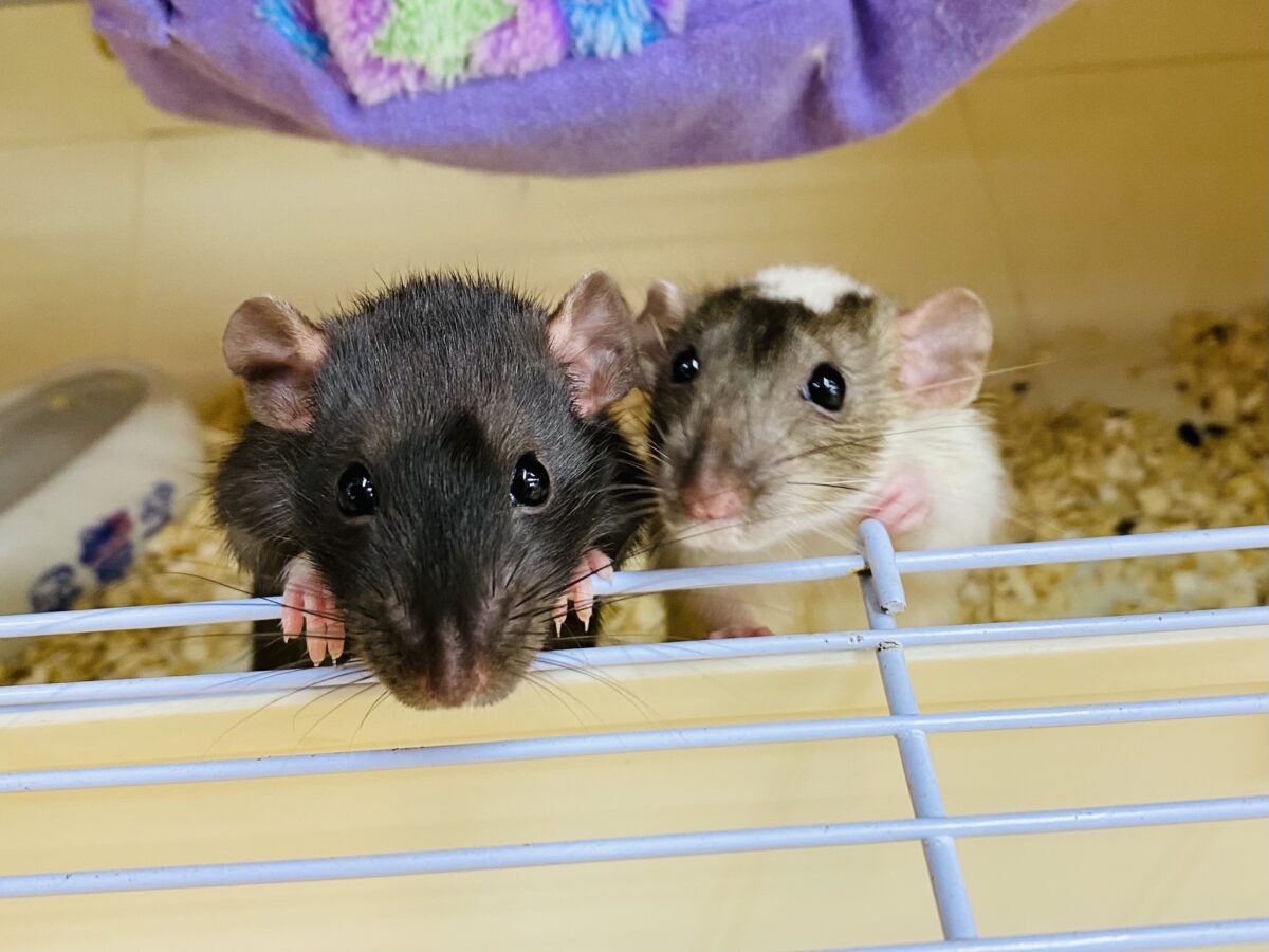 肩乗り出来ちゃいます❤️ベタ慣れファンシーラット🐭