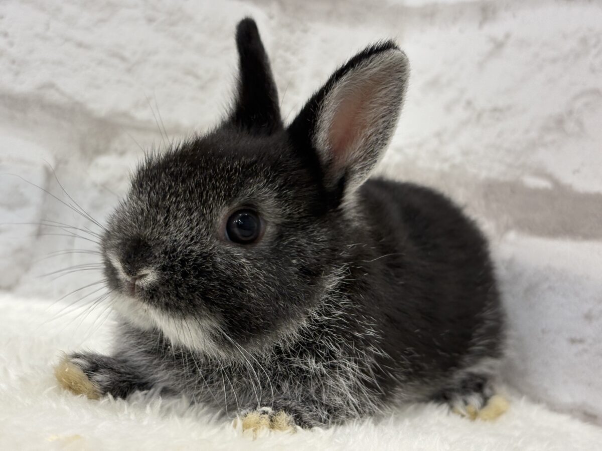 まっくろくろすけみぃーつけたっ🐰🖤ネザーランドドワーフ(ブラック) 男の子 ネザーランドドワーフ