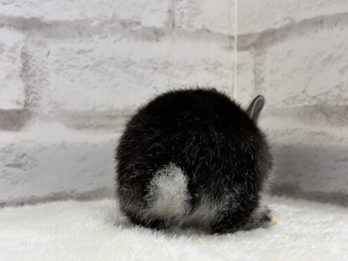 まっくろくろすけみぃーつけたっ🐰🖤ネザーランドドワーフ(ブラック) 男の子 ネザーランドドワーフ