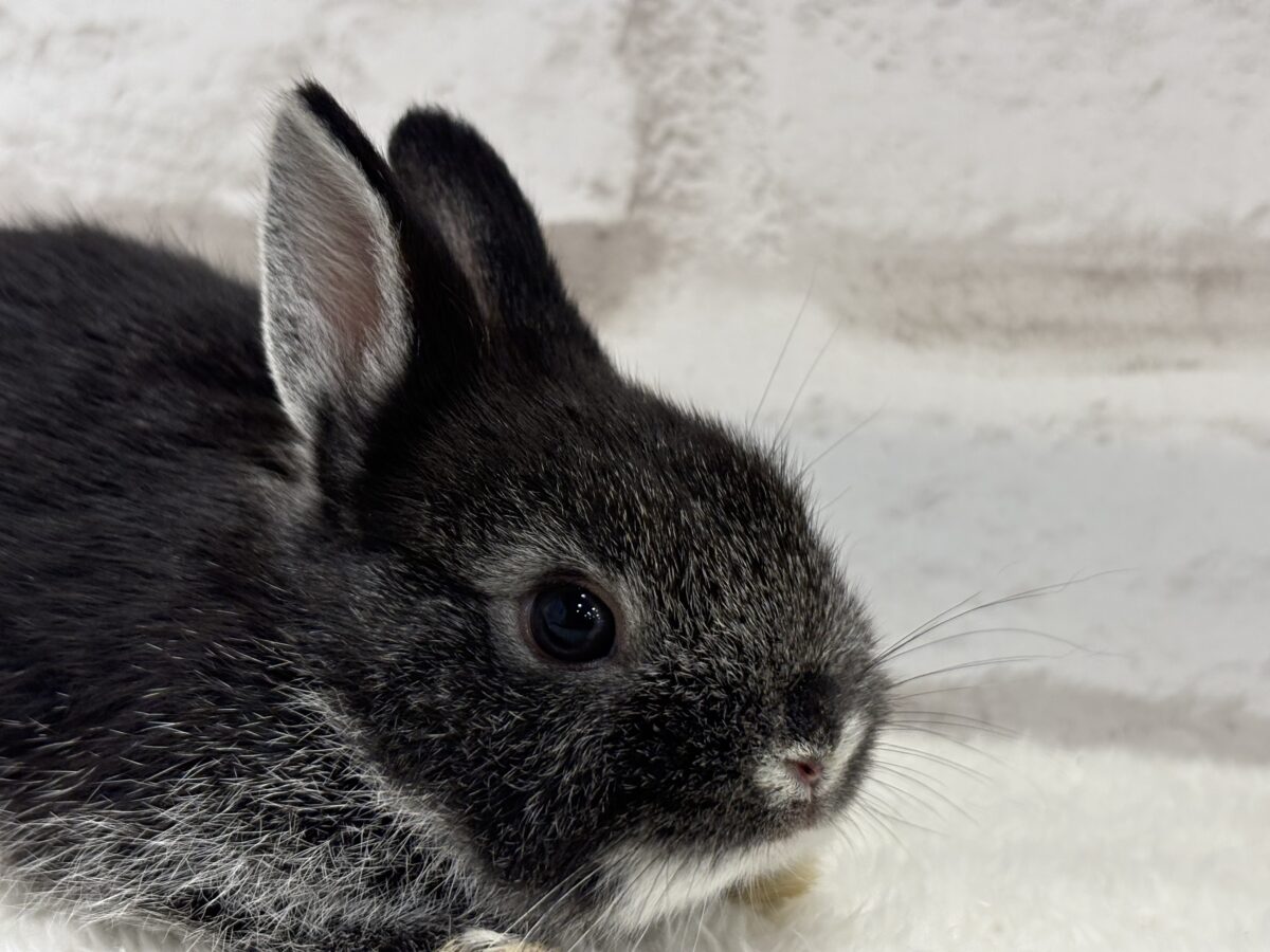 まっくろくろすけみぃーつけたっ🐰🖤ネザーランドドワーフ(ブラック) 男の子 ネザーランドドワーフ