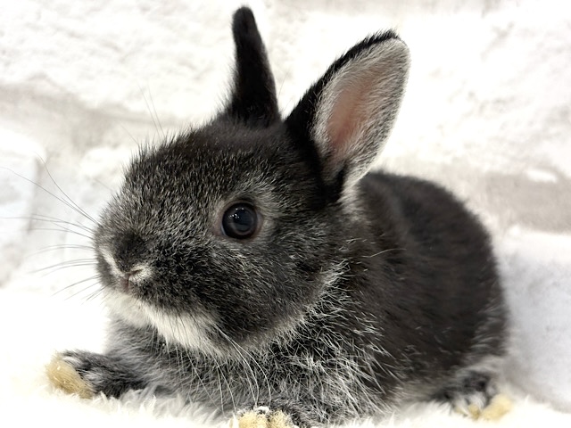 まっくろくろすけみぃーつけたっ🐰🖤ネザーランドドワーフ(ブラック) 男の子 まっくろくろすけみぃーつけたっ🐰🖤ネザーランドドワーフ(ブラック) 男の子