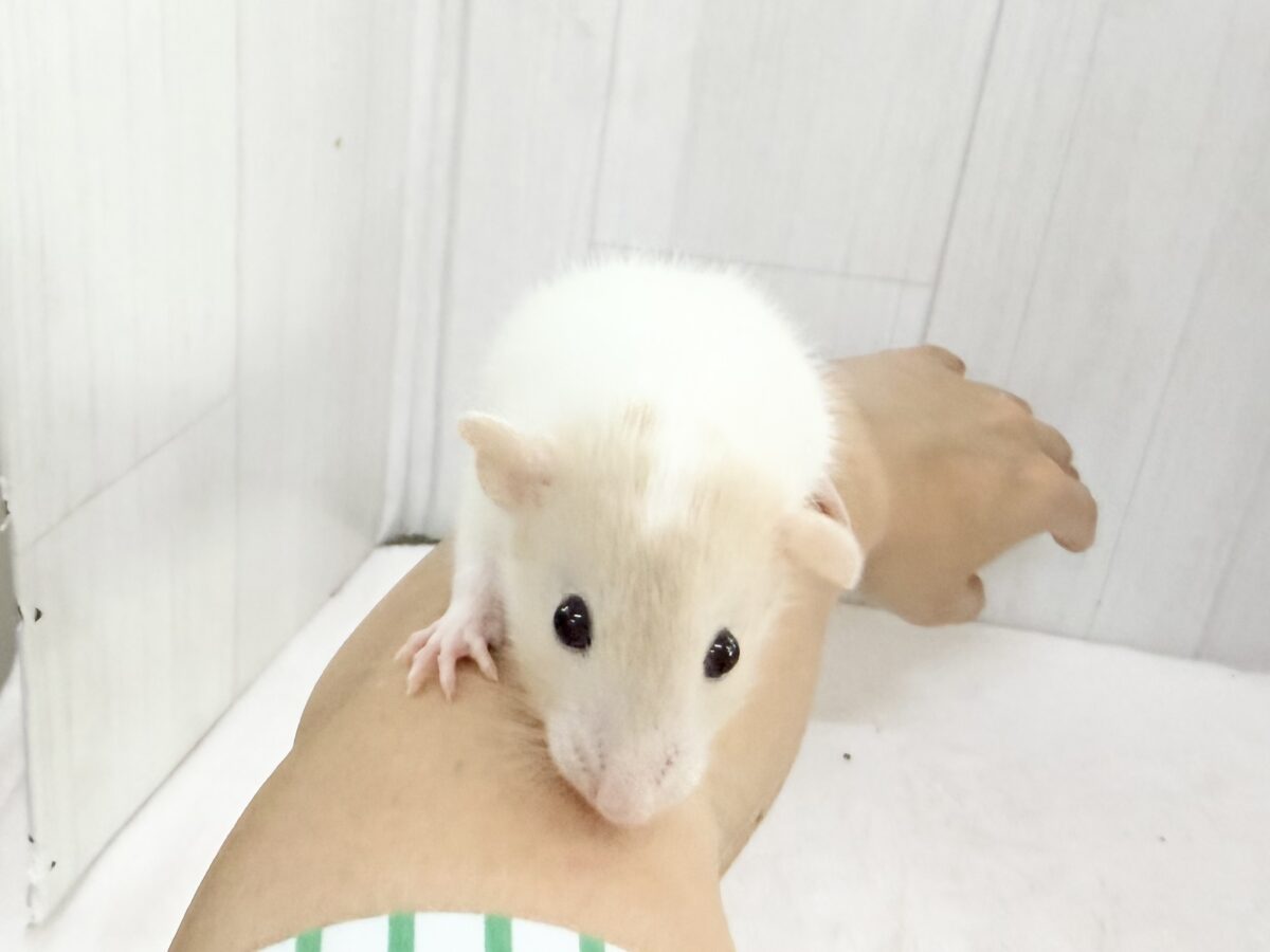 ファンシーラット