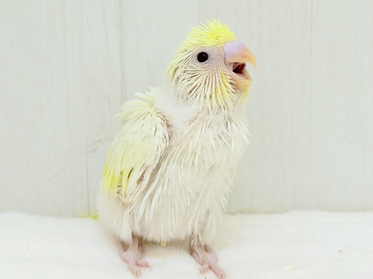 もちもち月見大福🌕うぶうぶクリームルチノー🌟 セキセイインコ