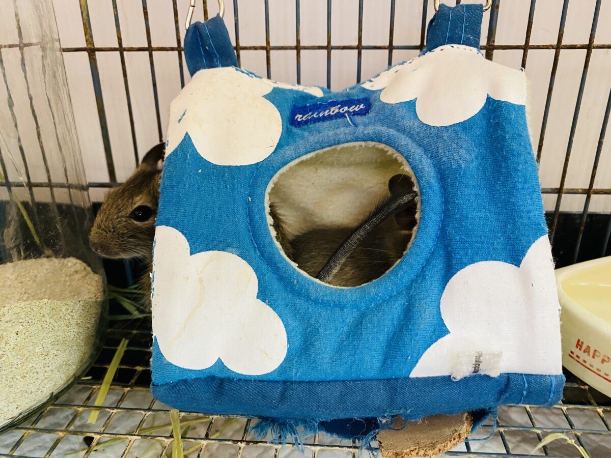 デグー