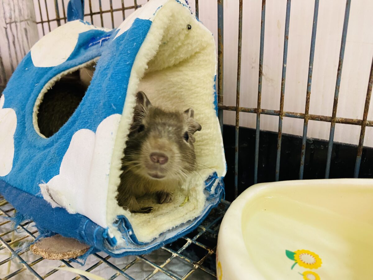 デグー