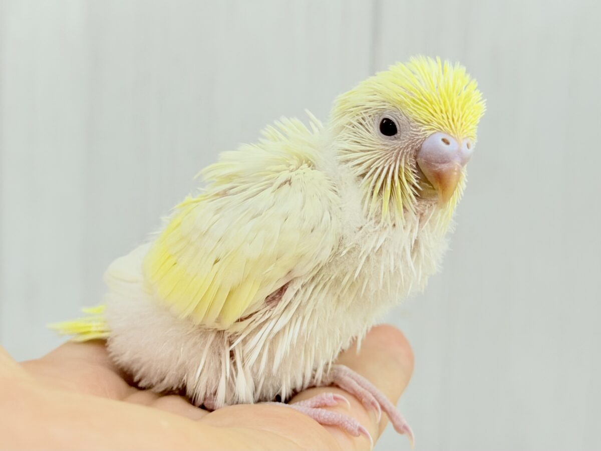もちもち月見大福🌕うぶうぶクリームルチノー🌟 セキセイインコ