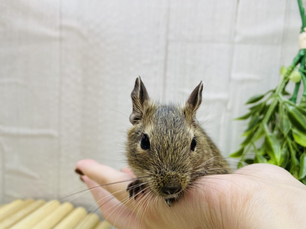 デグー