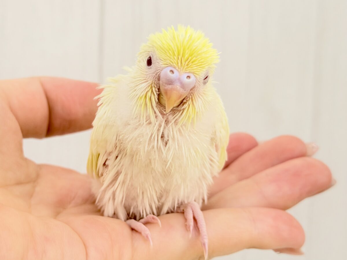 もちもち月見大福🌕うぶうぶクリームルチノー🌟 セキセイインコ