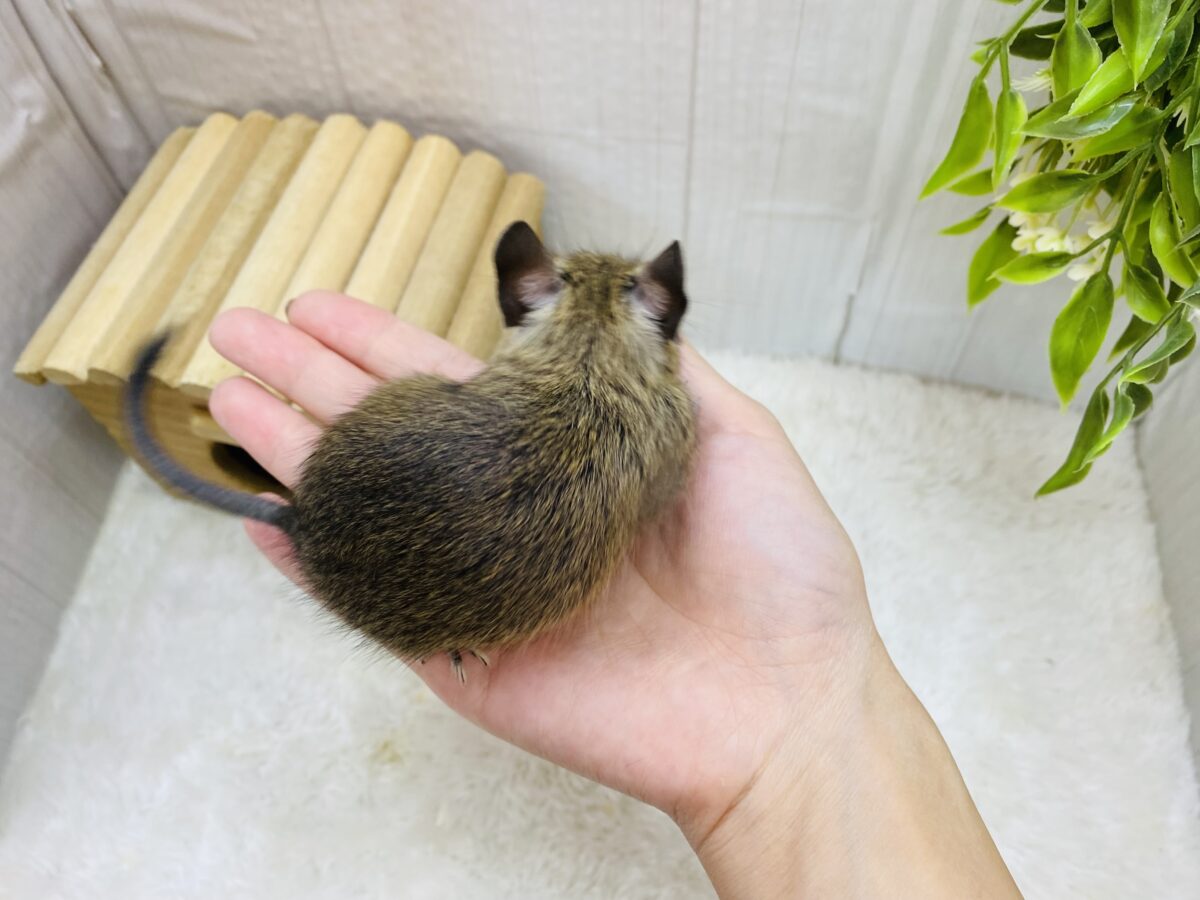 デグー