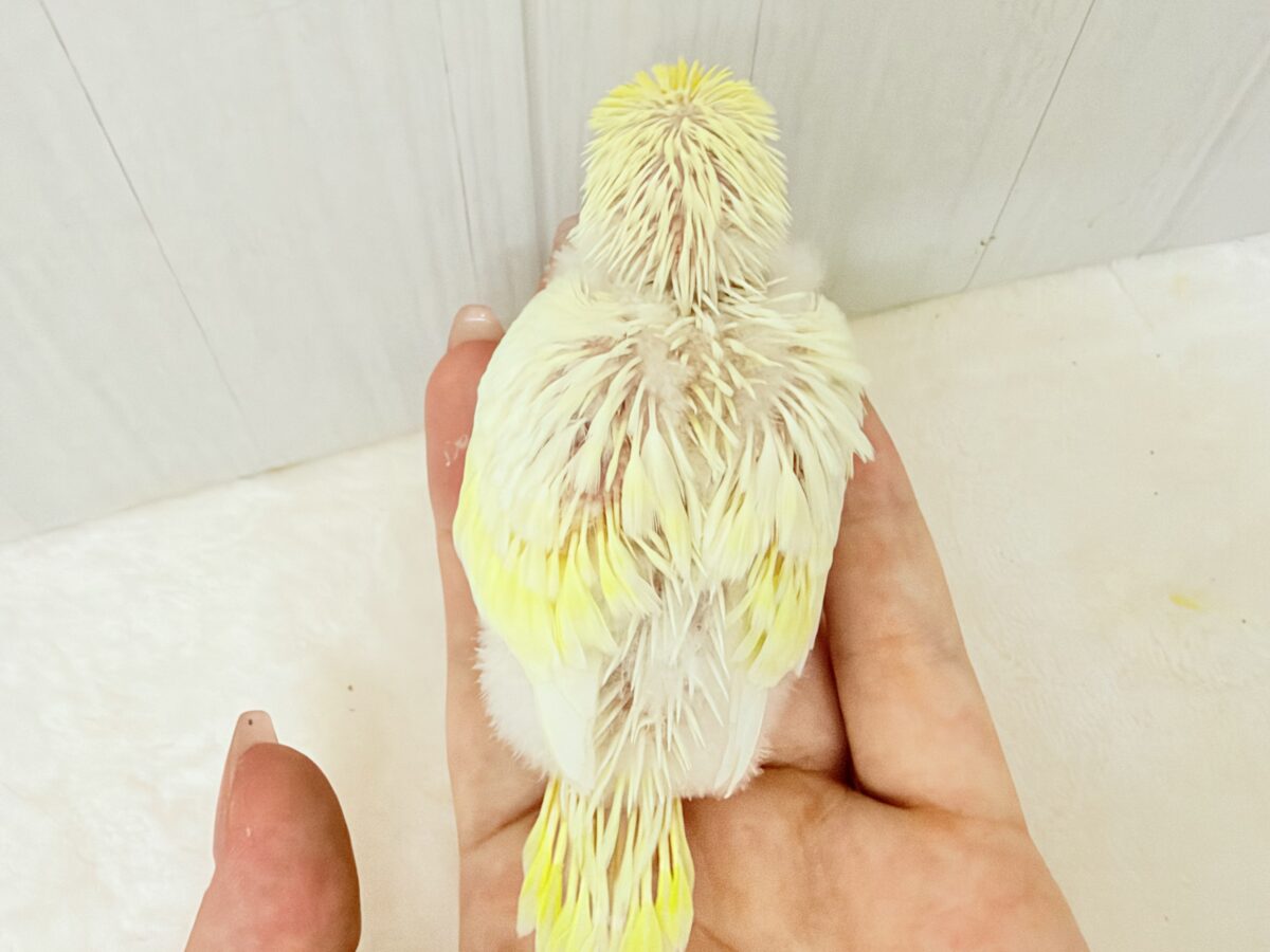 もちもち月見大福🌕うぶうぶクリームルチノー🌟 セキセイインコ
