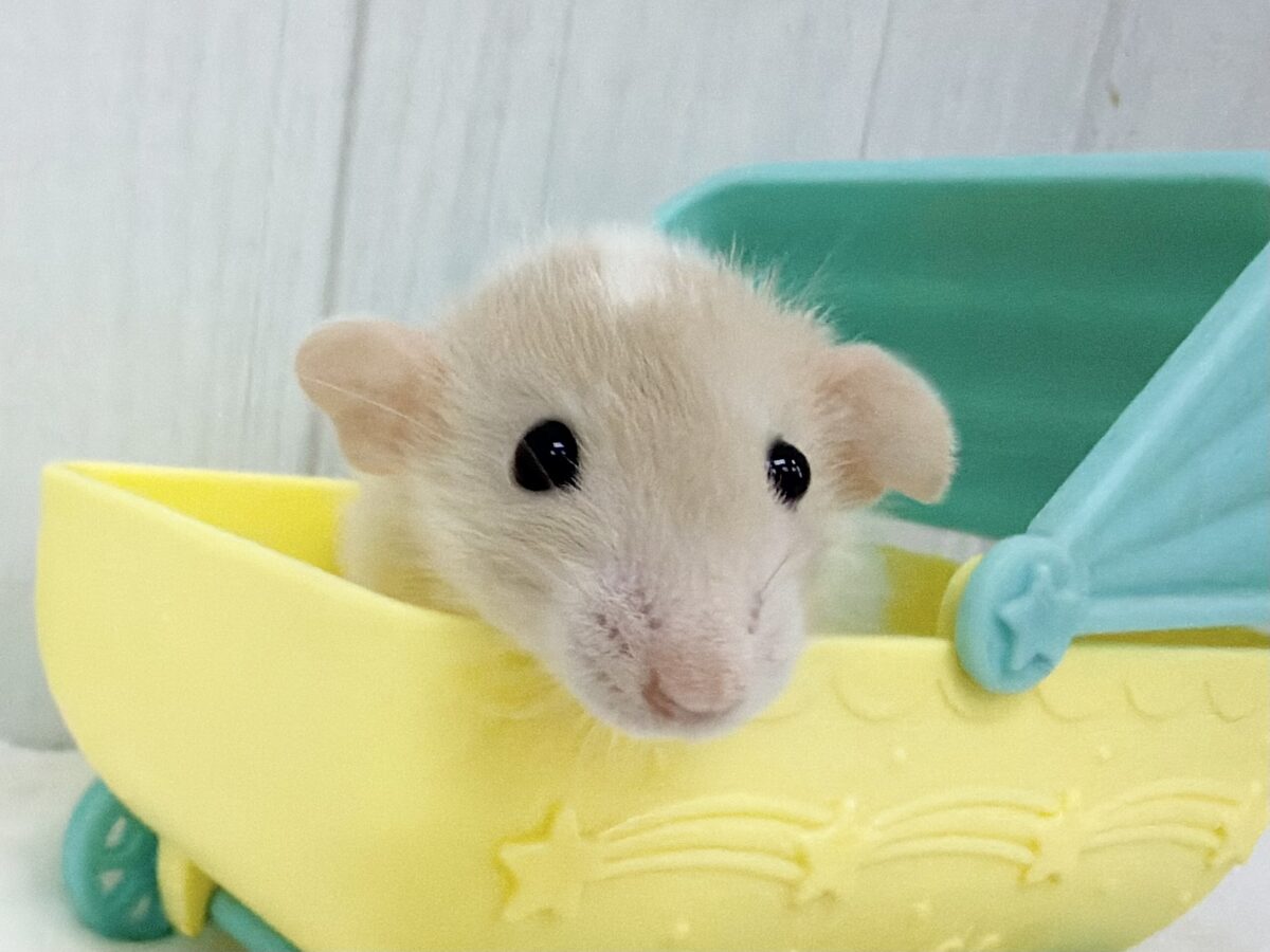 ファンシーラット