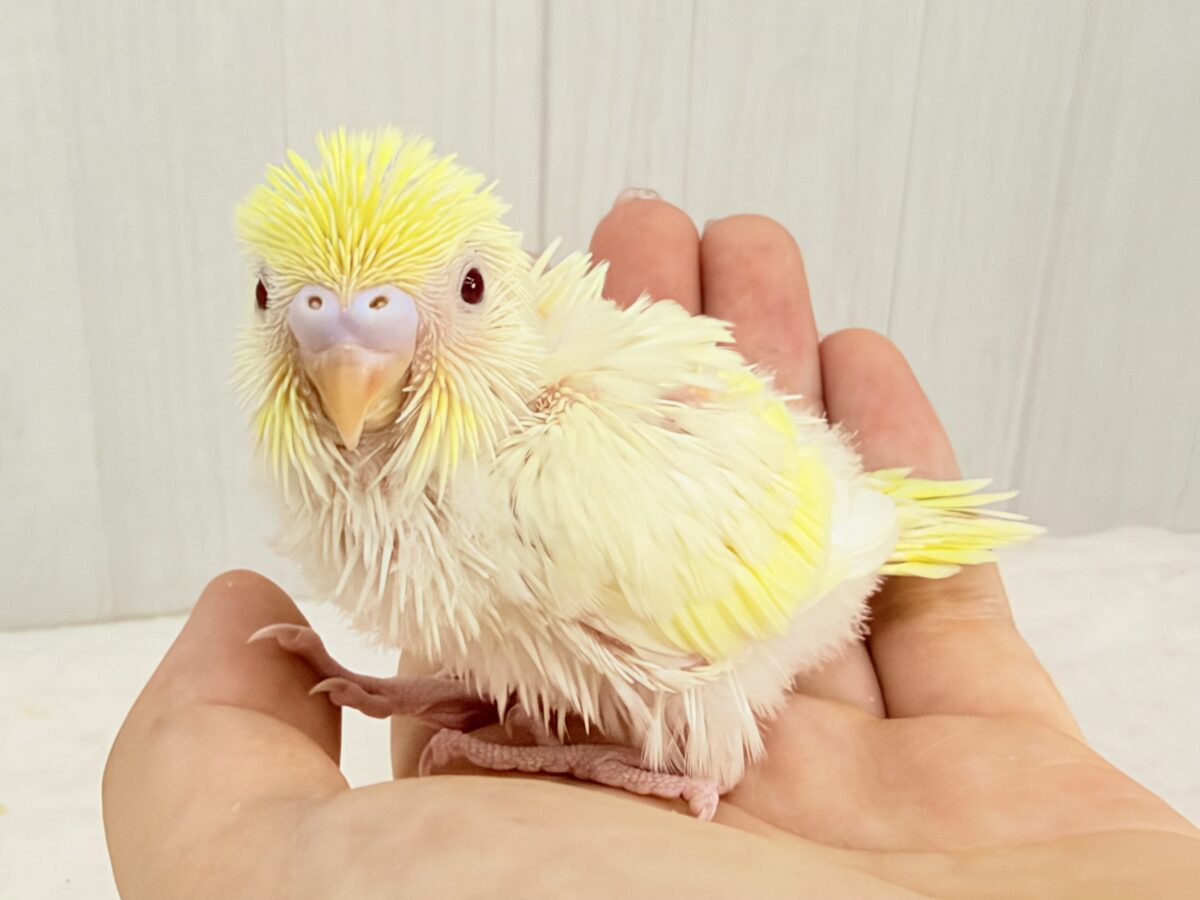 もちもち月見大福🌕うぶうぶクリームルチノー🌟 セキセイインコ