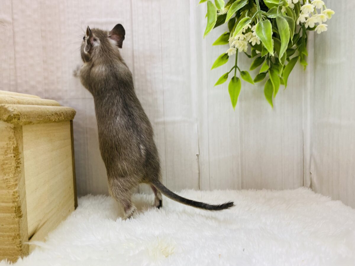 デグー