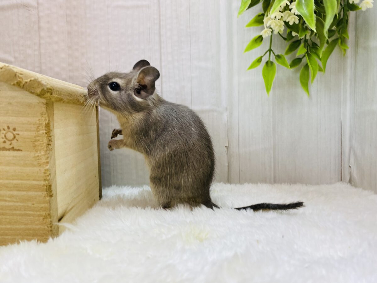 デグー