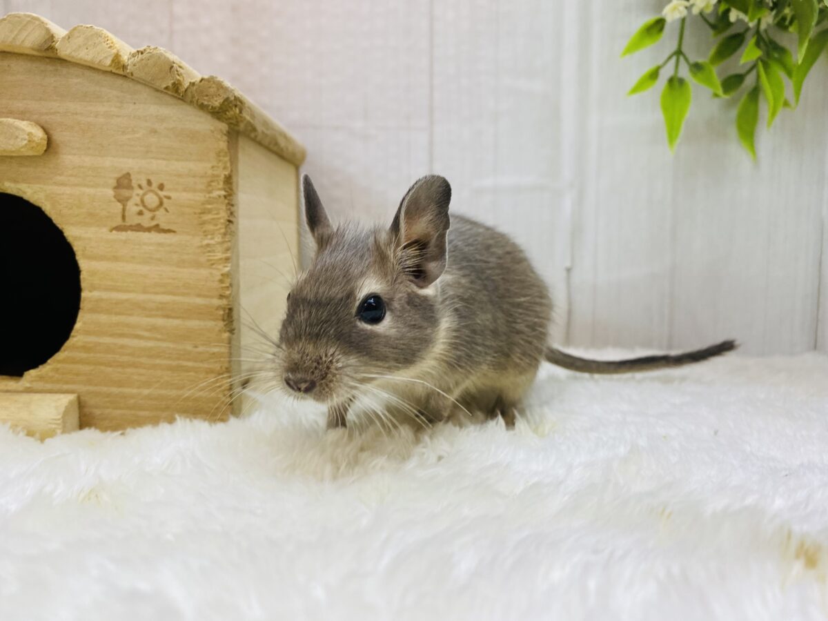 デグー