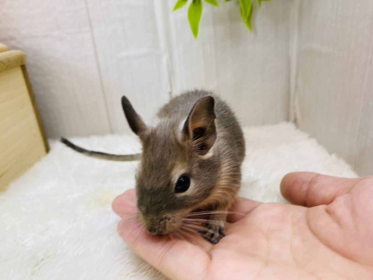 デグー
