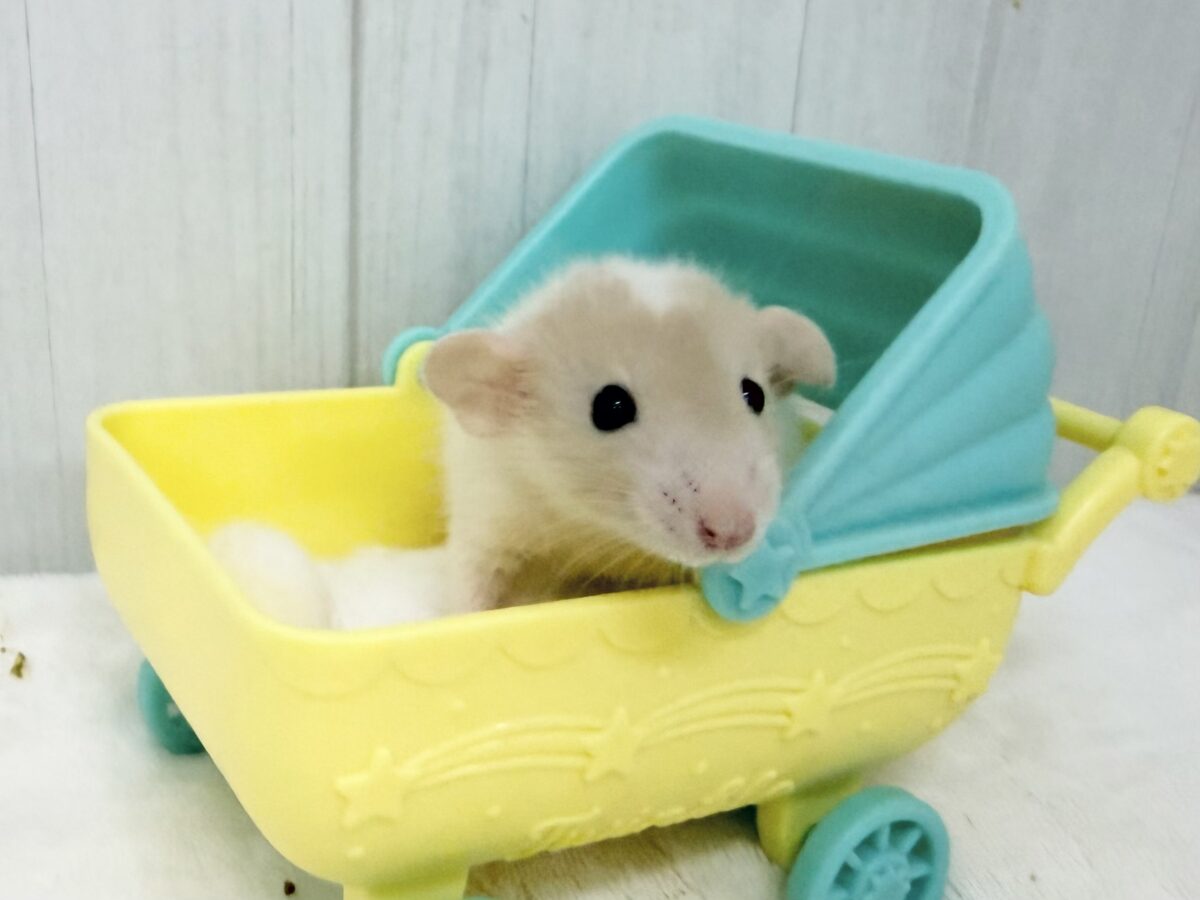ファンシーラット