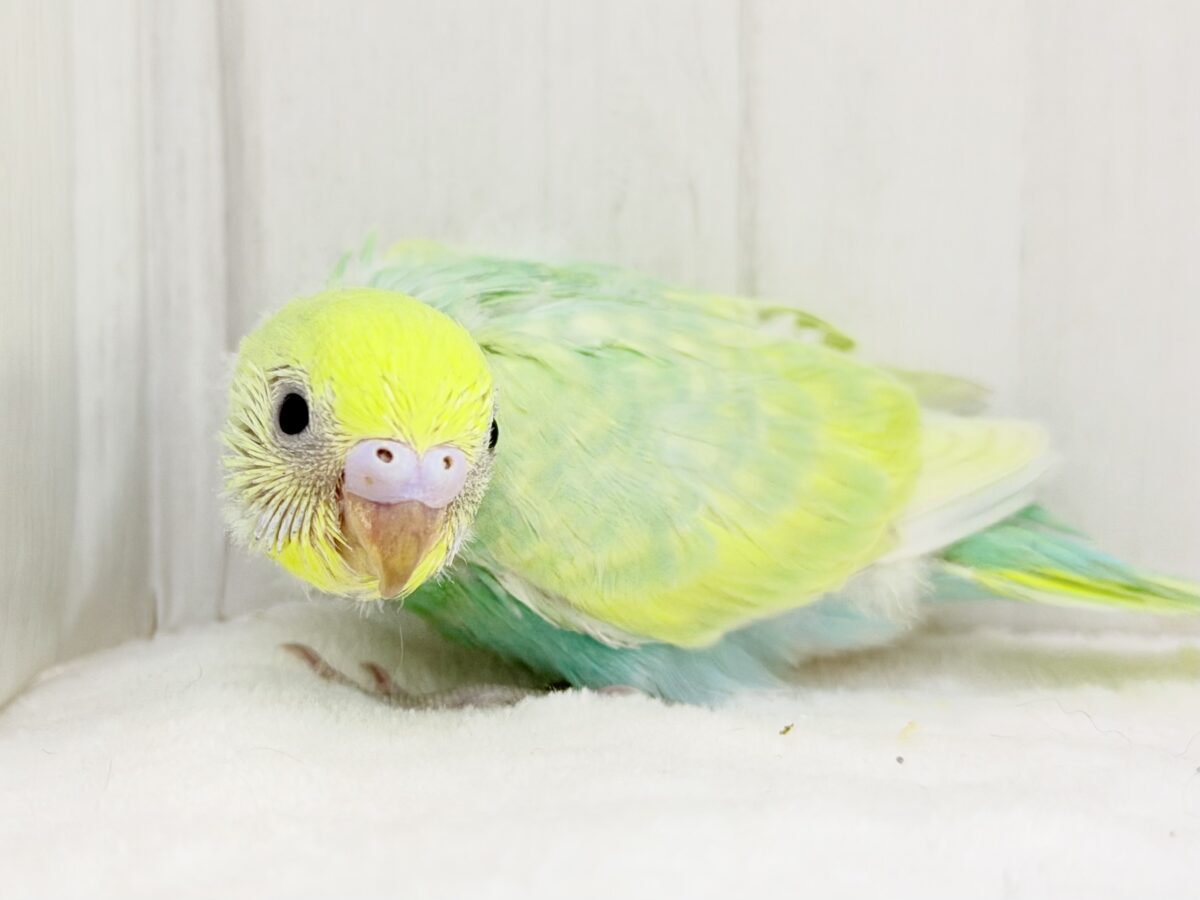 セキセイインコ