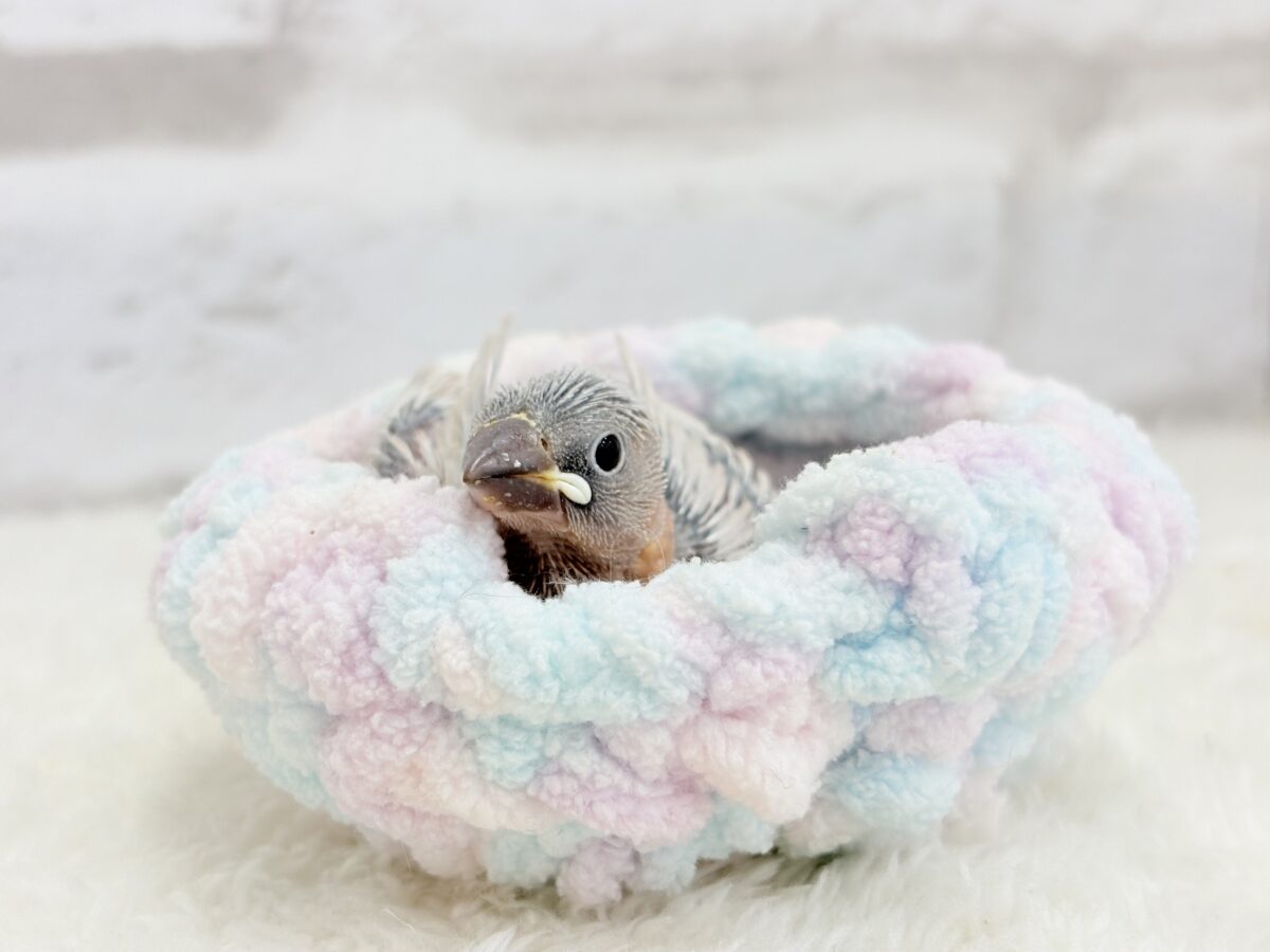 シルバー文鳥