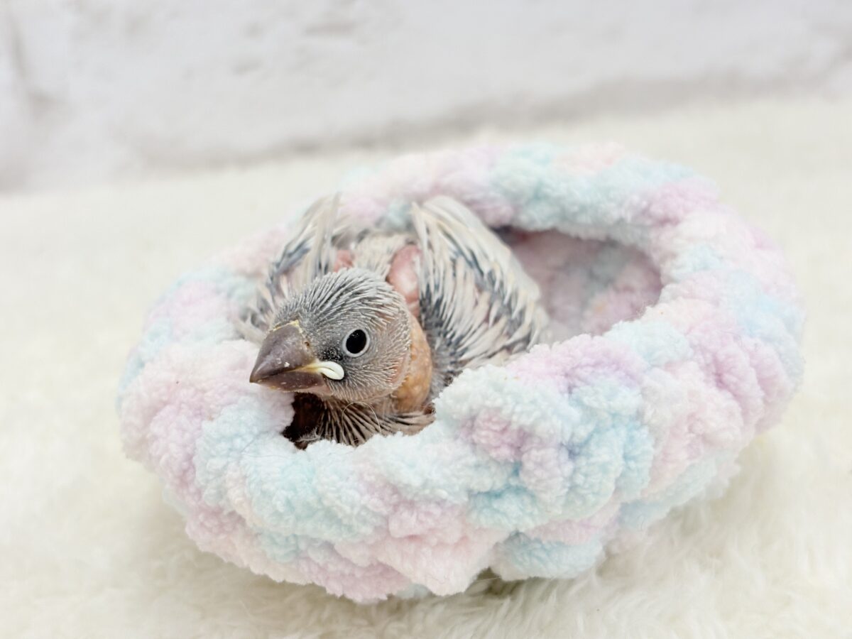 シルバー文鳥