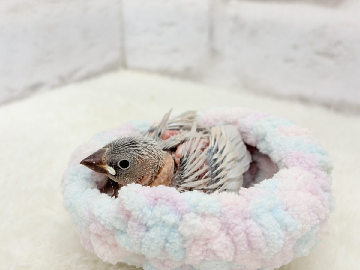 シルバー文鳥