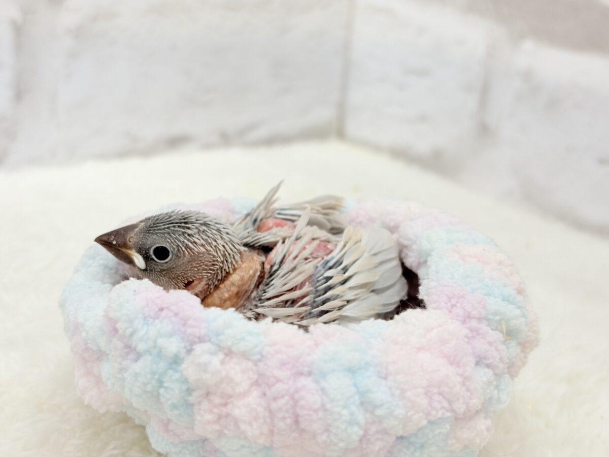 シルバー文鳥