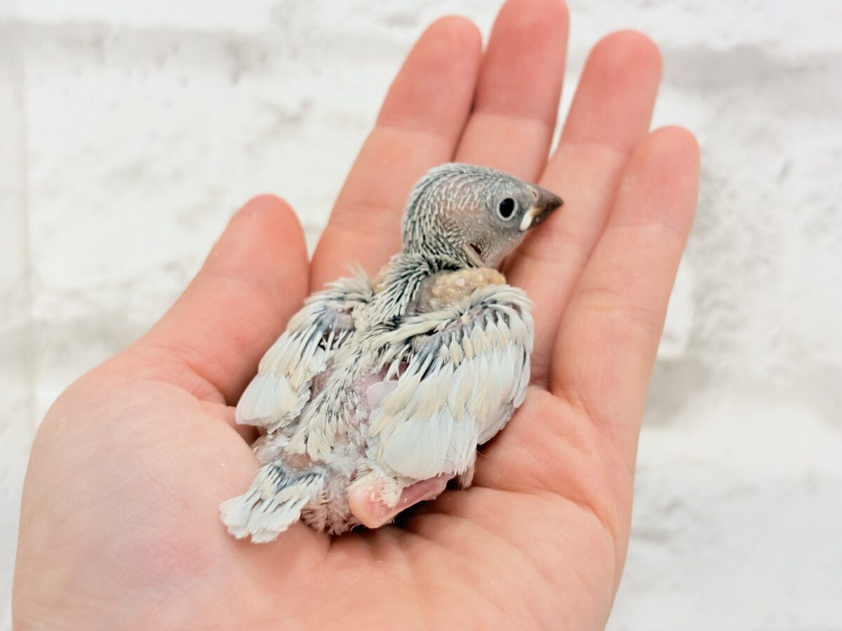 シルバー文鳥