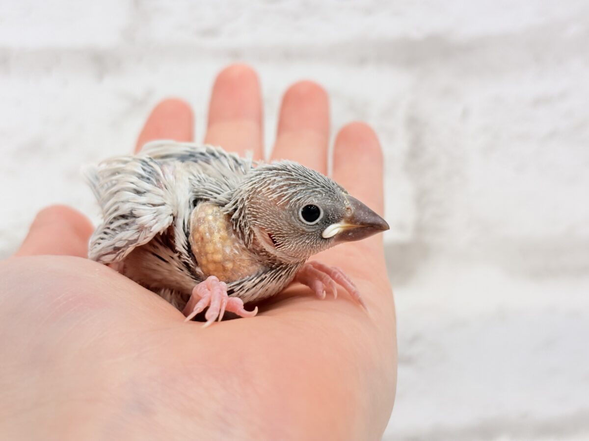 シルバー文鳥